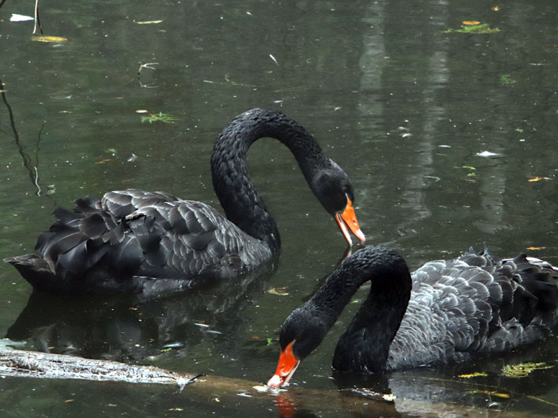  Australian Black Swans at GarLyn Zoo